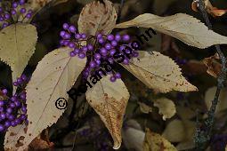 Schnfruchtiger Liebesperlenstrauch, Schnfrucht, Callicarpa bodinieri var. giraldii, Callicarpa giraldii, Verbenaceae, Callicarpa bodinieri var. giraldii, Callicarpa giraldii, Schnfruchtiger Liebesperlenstrauch, Schnfrucht, fruchtend Kauf von 03123_callicarpa_bodinieri_giraldii_dsc_1005.jpg