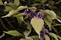 Schönfruchtiger Liebesperlenstrauch, Schönfrucht, Callicarpa bodinieri var. giraldii, Callicarpa giraldii, Verbenaceae, Callicarpa bodinieri var. giraldii, Callicarpa giraldii, Schönfruchtiger Liebesperlenstrauch, Schönfrucht, fruchtend Kauf von 03123_callicarpa_bodinieri_giraldii_dsc_1006.jpg