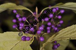 Schönfruchtiger Liebesperlenstrauch, Schönfrucht, Callicarpa bodinieri var. giraldii, Callicarpa giraldii, Verbenaceae, Callicarpa bodinieri var. giraldii, Callicarpa giraldii, Schönfruchtiger Liebesperlenstrauch, Schönfrucht, fruchtend Kauf von 03123_callicarpa_bodinieri_giraldii_dsc_1007.jpg