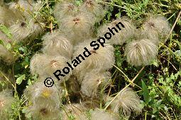 Mongolische Waldrebe, Clematis tangutica, Ranunculaceae, Clematis tangutica, Mongolische Waldrebe Kauf von 03137_clematis_tangutica_dsc_0028.jpg