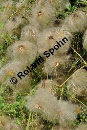 Mongolische Waldrebe, Clematis tangutica, Ranunculaceae, Clematis tangutica, Mongolische Waldrebe Kauf von 03137_clematis_tangutica_dsc_0031.jpg