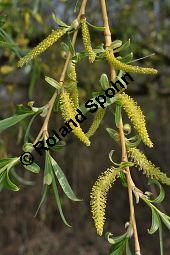 Trauer-Weide, Hänge-Weide, Salix alba ssp. vitellina 'Tristis', Salix alba var. vitellina-pendula, Salix alba 'Tristis', Salicaceae, Salix alba ssp. vitellina 'Tristis', Salix alba var. vitellina-pendula, Salix alba 'Tristis', Trauer-Weide, Hänge-Weide, männlich blühend Kauf von 03223_salix_alba_vitellina_tristis_dsc_3285.jpg