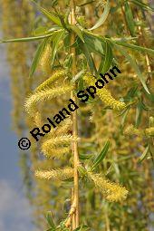 Trauer-Weide, Hnge-Weide, Salix alba ssp. vitellina 'Tristis', Salix alba var. vitellina-pendula, Salix alba 'Tristis', Salicaceae, Salix alba ssp. vitellina 'Tristis', Salix alba var. vitellina-pendula, Salix alba 'Tristis', Trauer-Weide, Hnge-Weide, mnnlich blhend Kauf von 03223_salix_alba_vitellina_tristis_dsc_3286.jpg