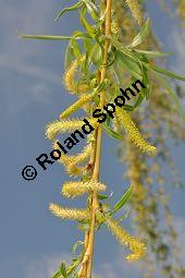 Trauer-Weide, Hänge-Weide, Salix alba ssp. vitellina 'Tristis', Salix alba var. vitellina-pendula, Salix alba 'Tristis', Salicaceae, Salix alba ssp. vitellina 'Tristis', Salix alba var. vitellina-pendula, Salix alba 'Tristis', Trauer-Weide, Hänge-Weide, männlich blühend Kauf von 03223_salix_alba_vitellina_tristis_dsc_3287.jpg