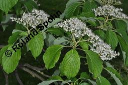 Umstrittener Hartriegel, Pagoden-Hartriegel, Riesen-Hartriegel, Cornus controversa, Cornus brachypoda, Cornus controversa, Cornus brachypoda, Pagoden-Hartriegel, Riesen-Hartriegel, Umstrittener Hartriegel, Cornaceae, Blühend Kauf von 03240_cornus_controversa_dsc_4229.jpg