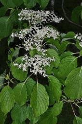 Umstrittener Hartriegel, Pagoden-Hartriegel, Riesen-Hartriegel, Cornus controversa, Cornus brachypoda, Cornus controversa, Cornus brachypoda, Pagoden-Hartriegel, Riesen-Hartriegel, Umstrittener Hartriegel, Cornaceae, Blhend Kauf von 03240_cornus_controversa_dsc_4230.jpg