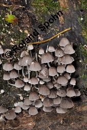 Gester Tintling, Coprinellus disseminatus, Coprinus disseminatus, Coprinellus disseminatus, Coprinus disseminatus, Gester Tintling, Basidiomyceten, Habitat Kauf von 03266_coprinellus_disseminatus_dsc_5855.jpg