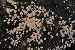 Gesäter Tintling, Coprinellus disseminatus, Coprinus disseminatus, Coprinellus disseminatus, Coprinus disseminatus, Gesäter Tintling, Basidiomyceten, Habitat Kauf von 03266_coprinellus_disseminatus_dsc_6249.jpg