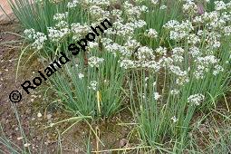 Schnittknoblauch, Schnitt-Knoblauch, Allium tuberosum, Allium angulosum, Allium tuberosum, Allium angulosum, Schnittknoblauch, Schnitt-Knoblauch, Liliaceae/Alliaceae, Habitus blhend Kauf von 03271_allium_tuberosum_dsc_7174.jpg