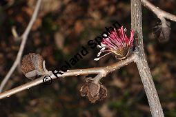 Persisches Eisenholz, Parrotie, Eisenholzbaum, Parrotia persica, Parrotia persica, Persisches Eisenholz, Parrotie, Eisenholzbaum, Hamamelidaceae, Rinde Kauf von 03279_parrotia_persica_dsc_2083.jpg