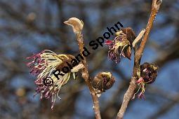 Persisches Eisenholz, Parrotie, Eisenholzbaum, Parrotia persica, Parrotia persica, Persisches Eisenholz, Parrotie, Eisenholzbaum, Hamamelidaceae, Rinde Kauf von 03279_parrotia_persica_dsc_2084.jpg