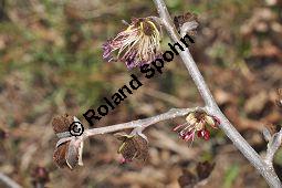 Persisches Eisenholz, Parrotie, Eisenholzbaum, Parrotia persica, Parrotia persica, Persisches Eisenholz, Parrotie, Eisenholzbaum, Hamamelidaceae, Rinde Kauf von 03279_parrotia_persica_dsc_2085.jpg