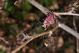 Persisches Eisenholz, Parrotie, Eisenholzbaum, Parrotia persica, Parrotia persica, Persisches Eisenholz, Parrotie, Eisenholzbaum, Hamamelidaceae, Rinde Kauf von 03279_parrotia_persica_dsc_2086.jpg