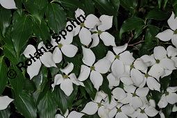 Japanischer Blumen-Hartriegel, Japanischer Hartriegel, Cornus kousa, Cornus kousa, Japanischer Blumen-Hartriegel, Japanischer Hartriegel, Cornaceae, Blühend Kauf von 03322_cornus_kousa_dsc_4773.jpg