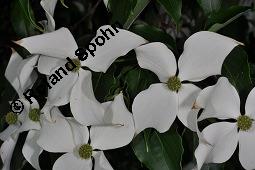 Japanischer Blumen-Hartriegel, Japanischer Hartriegel, Cornus kousa, Cornus kousa, Japanischer Blumen-Hartriegel, Japanischer Hartriegel, Cornaceae, Blühend Kauf von 03322_cornus_kousa_dsc_4775.jpg