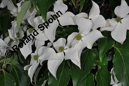 Japanischer Blumen-Hartriegel, Japanischer Hartriegel, Cornus kousa, Cornus kousa, Japanischer Blumen-Hartriegel, Japanischer Hartriegel, Cornaceae, Blhend Kauf von 03322_cornus_kousa_dsc_4776.jpg