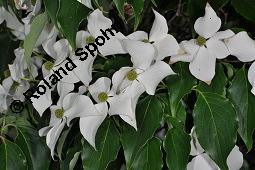 Japanischer Blumen-Hartriegel, Japanischer Hartriegel, Cornus kousa, Cornus kousa, Japanischer Blumen-Hartriegel, Japanischer Hartriegel, Cornaceae, Blühend Kauf von 03322_cornus_kousa_dsc_4777.jpg