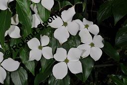 Japanischer Blumen-Hartriegel, Japanischer Hartriegel, Cornus kousa, Cornus kousa, Japanischer Blumen-Hartriegel, Japanischer Hartriegel, Cornaceae, Blhend Kauf von 03322_cornus_kousa_dsc_4779.jpg