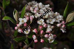 Burkwoods Schneeball, Viburnum x burkwoodii, Viburnum burkwoodii Sorte, Caprifoliaceae, Viburnum x burkwoodii, Viburnum burkwoodii Sorte, Burkwoods Schneeball, Blhend Kauf von 03351_viburnum_burkwoodii_sorte_dsc_3504.jpg