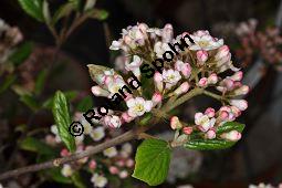 Burkwoods Schneeball, Viburnum x burkwoodii, Viburnum burkwoodii Sorte, Caprifoliaceae, Viburnum x burkwoodii, Viburnum burkwoodii Sorte, Burkwoods Schneeball, Blhend Kauf von 03351_viburnum_burkwoodii_sorte_dsc_3505.jpg