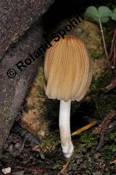 Glimmertintling, Glimmer-Tintling, Coprinus micaceus, Coprinus micaceus, Glimmertintling, Glimmer-Tintling, Basidiomyceten, Habitus zerflossen Kauf von 03364_coprinus_micaceus_dsc_6244.jpg