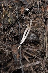 Glimmertintling, Glimmer-Tintling, Coprinus micaceus, Coprinus micaceus, Glimmertintling, Glimmer-Tintling, Basidiomyceten, Habitus zerflossen Kauf von 03364_coprinus_micaceus_dsc_6245.jpg