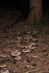 Nebelkappe, Nebelgrauer Trichterling, Graukopf, Herbstblattl, Nebelgrauer Röteltrichterling, Clitocybe nebularis, Lepista nebularis, Clitocybe nebularis, Lepista nebularis, Nebelkappe, Nebelgrauer Trichterling, Graukopf, Herbstblattl, Nebelgrauer Röteltrichterling, Basidiomyceten, Fruchtkörper, Ausschnitt Hexenring Kauf von 03372_clitocybe_nebularis_dsc_7799.jpg