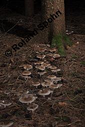 Nebelkappe, Nebelgrauer Trichterling, Graukopf, Herbstblattl, Nebelgrauer Rteltrichterling, Clitocybe nebularis, Lepista nebularis, Clitocybe nebularis, Lepista nebularis, Nebelkappe, Nebelgrauer Trichterling, Graukopf, Herbstblattl, Nebelgrauer Rteltrichterling, Basidiomyceten, Fruchtkrper, Ausschnitt Hexenring Kauf von 03372_clitocybe_nebularis_dsc_7800.jpg