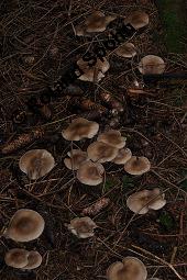 Nebelkappe, Nebelgrauer Trichterling, Graukopf, Herbstblattl, Nebelgrauer Röteltrichterling, Clitocybe nebularis, Lepista nebularis, Clitocybe nebularis, Lepista nebularis, Nebelkappe, Nebelgrauer Trichterling, Graukopf, Herbstblattl, Nebelgrauer Röteltrichterling, Basidiomyceten, Fruchtkörper, Ausschnitt Hexenring Kauf von 03372_clitocybe_nebularis_dsc_7804.jpg