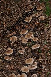 Nebelkappe, Nebelgrauer Trichterling, Graukopf, Herbstblattl, Nebelgrauer Röteltrichterling, Clitocybe nebularis, Lepista nebularis, Clitocybe nebularis, Lepista nebularis, Nebelkappe, Nebelgrauer Trichterling, Graukopf, Herbstblattl, Nebelgrauer Röteltrichterling, Basidiomyceten, Fruchtkörper, Ausschnitt Hexenring Kauf von 03372_clitocybe_nebularis_dsc_7805.jpg