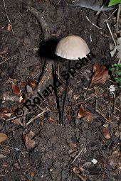 Knoblauch-Schwindling, Seidenstieliger Knoblauch-Schwindling, Marasmius alliaceus, Marasmius alliaceus, Knoblauch-Schwindling, Seidenstieliger Knoblauch-Schwindling, Basidiomyceten, Fruchtkörper Kauf von 03389_marasmius_alliaceus_dsc_0721.jpg