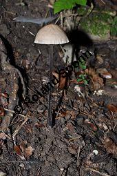 Knoblauch-Schwindling, Seidenstieliger Knoblauch-Schwindling, Marasmius alliaceus, Marasmius alliaceus, Knoblauch-Schwindling, Seidenstieliger Knoblauch-Schwindling, Basidiomyceten, Fruchtkörper Kauf von 03389_marasmius_alliaceus_dsc_0722.jpg