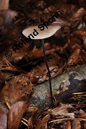 Knoblauch-Schwindling, Seidenstieliger Knoblauch-Schwindling, Marasmius alliaceus, Marasmius alliaceus, Knoblauch-Schwindling, Seidenstieliger Knoblauch-Schwindling, Basidiomyceten, Fruchtkrper Kauf von 03389_marasmius_alliaceus_dsc_7743.jpg