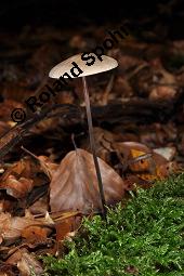 Knoblauch-Schwindling, Seidenstieliger Knoblauch-Schwindling, Marasmius alliaceus, Marasmius alliaceus, Knoblauch-Schwindling, Seidenstieliger Knoblauch-Schwindling, Basidiomyceten, Fruchtkörper Kauf von 03389_marasmius_alliaceus_dsc_7744.jpg
