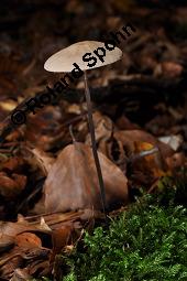 Knoblauch-Schwindling, Seidenstieliger Knoblauch-Schwindling, Marasmius alliaceus, Marasmius alliaceus, Knoblauch-Schwindling, Seidenstieliger Knoblauch-Schwindling, Basidiomyceten, Fruchtkrper Kauf von 03389_marasmius_alliaceus_dsc_7745.jpg