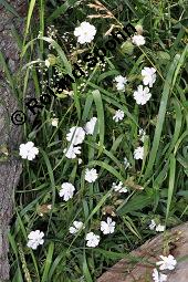 Weiße Lichtnelke, Weiße Waldnelke, Silene latifolia ssp. alba, Silene pratensis, Silene alba, Lychnis alba, Melandrium album, Silene latifolia ssp. alba, Silene pratensis, Silene alba, Lychnis alba, Melandrium album, Weiße Lichtnelke, Weiße Waldnelke, Caryophyllaceae, weiblich blühend Kauf von 03423_silene_latifolia_alba_dsc_4907.jpg