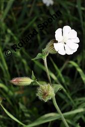 Weiße Lichtnelke, Weiße Waldnelke, Silene latifolia ssp. alba, Silene pratensis, Silene alba, Lychnis alba, Melandrium album, Silene latifolia ssp. alba, Silene pratensis, Silene alba, Lychnis alba, Melandrium album, Weiße Lichtnelke, Weiße Waldnelke, Caryophyllaceae, weiblich blühend Kauf von 03423_silene_latifolia_alba_dsc_4908.jpg