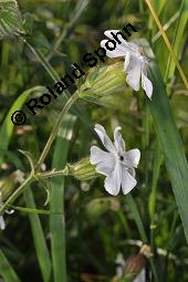 Weiße Lichtnelke, Weiße Waldnelke, Silene latifolia ssp. alba, Silene pratensis, Silene alba, Lychnis alba, Melandrium album, Silene latifolia ssp. alba, Silene pratensis, Silene alba, Lychnis alba, Melandrium album, Weiße Lichtnelke, Weiße Waldnelke, Caryophyllaceae, weiblich blühend Kauf von 03423_silene_latifolia_alba_dsc_4910.jpg