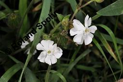 Weiße Lichtnelke, Weiße Waldnelke, Silene latifolia ssp. alba, Silene pratensis, Silene alba, Lychnis alba, Melandrium album, Silene latifolia ssp. alba, Silene pratensis, Silene alba, Lychnis alba, Melandrium album, Weiße Lichtnelke, Weiße Waldnelke, Caryophyllaceae, weiblich blühend Kauf von 03423_silene_latifolia_alba_dsc_4913.jpg