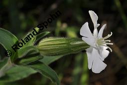Weiße Lichtnelke, Weiße Waldnelke, Silene latifolia ssp. alba, Silene pratensis, Silene alba, Lychnis alba, Melandrium album, Silene latifolia ssp. alba, Silene pratensis, Silene alba, Lychnis alba, Melandrium album, Weiße Lichtnelke, Weiße Waldnelke, Caryophyllaceae, weiblich blühend Kauf von 03423_silene_latifolia_alba_dsc_4914.jpg