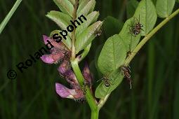 Zaun-Wicke, Vicia sepium, Vicia sepium, Zaun-Wicke, Fabaceae, mit Ameisen Kauf von 03428_vicia_sepium_dsc_0270.jpg