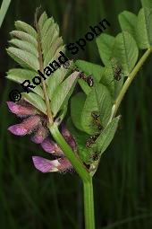 Zaun-Wicke, Vicia sepium, Vicia sepium, Zaun-Wicke, Fabaceae, mit Ameisen Kauf von 03428_vicia_sepium_dsc_0271.jpg