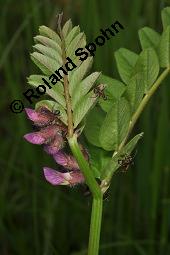Zaun-Wicke, Vicia sepium, Vicia sepium, Zaun-Wicke, Fabaceae, mit Ameisen Kauf von 03428_vicia_sepium_dsc_0272.jpg