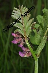 Zaun-Wicke, Vicia sepium, Vicia sepium, Zaun-Wicke, Fabaceae, mit Ameisen Kauf von 03428_vicia_sepium_dsc_0273.jpg