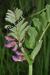 Zaun-Wicke, Vicia sepium, Vicia sepium, Zaun-Wicke, Fabaceae, mit Ameisen Kauf von 03428_vicia_sepium_dsc_0274.jpg