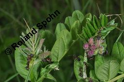 Zaun-Wicke, Vicia sepium, Vicia sepium, Zaun-Wicke, Fabaceae, mit Ameisen Kauf von 03428_vicia_sepium_dsc_0275.jpg