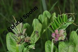 Zaun-Wicke, Vicia sepium, Vicia sepium, Zaun-Wicke, Fabaceae, mit Ameisen Kauf von 03428_vicia_sepium_dsc_0276.jpg