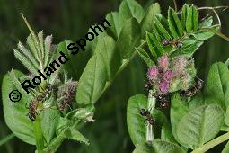 Zaun-Wicke, Vicia sepium, Vicia sepium, Zaun-Wicke, Fabaceae, mit Ameisen Kauf von 03428_vicia_sepium_dsc_0277.jpg