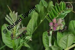 Zaun-Wicke, Vicia sepium, Vicia sepium, Zaun-Wicke, Fabaceae, mit Ameisen Kauf von 03428_vicia_sepium_dsc_0278.jpg