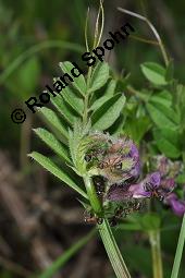 Zaun-Wicke, Vicia sepium, Vicia sepium, Zaun-Wicke, Fabaceae, mit Ameisen Kauf von 03428_vicia_sepium_dsc_0279.jpg